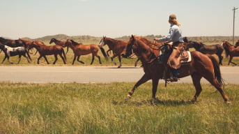 Horseback & Pony Riding